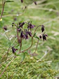 Image result for Consolida ajacis oder Consolida regalis