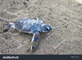Image result for Chelonia mydas