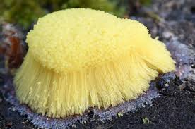 Attēlu rezultāti vaicājumam “Symphytocarpus flaccidus plasmodium”