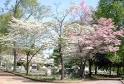 Dogwoods in Maple Hill Cemetery