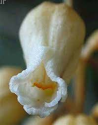 Attēlu rezultāti vaicājumam “Arenaria procera bud”