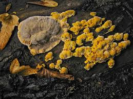 Attēlu rezultāti vaicājumam “Inonotus radiatus”