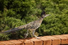 Image result for Reading Roadrunners