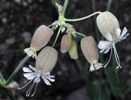 Attēlu rezultāti vaicājumam “Silene vulgaris”
