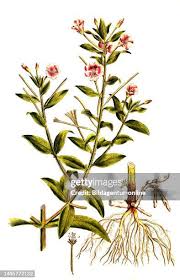 Image result for Weidenröschen