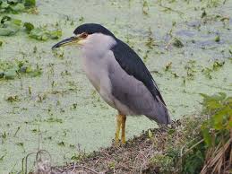 Image result for Nycticorax nycticorax