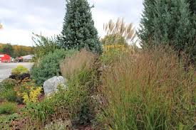 Attēlu rezultāti vaicājumam “Calamagrostis arundinacea leaf”