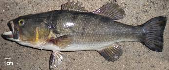 Image result for Micropterus salmoides