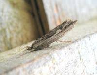 Attēlu rezultāti vaicājumam “Ypsolopha scabrella”