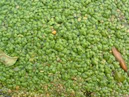 Attēlu rezultāti vaicājumam “Lemna gibba”