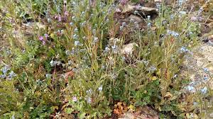 Attēlu rezultāti vaicājumam “Myosotis ramosissima flower”