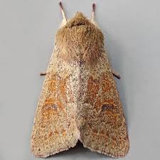 Attēlu rezultāti vaicājumam “Orthosia miniosa”