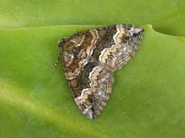 Attēlu rezultāti vaicājumam “Perizoma bifaciata”