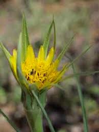 Attēlu rezultāti vaicājumam “Tragopogon heterospermus flower”