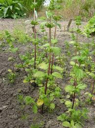 Attēlu rezultāti vaicājumam “Urtica urens”