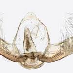 Attēlu rezultāti vaicājumam “Pammene rhediella”