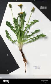 Attēlu rezultāti vaicājumam “Taraxacum officinale aggr. leaf”