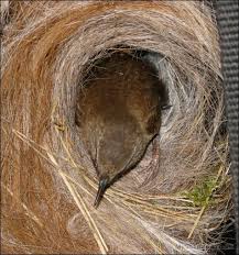 Attēlu rezultāti vaicājumam “Troglodytes troglodytes nest”