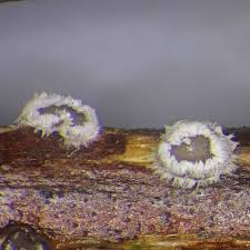 Attēlu rezultāti vaicājumam “Lachnella alboviolascens”