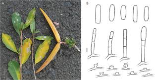 Attēlu rezultāti vaicājumam “Erysiphe galeopsidis”