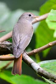 Attēlu rezultāti vaicājumam “Muscicapidae”