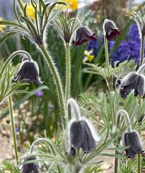 Attēlu rezultāti vaicājumam “Pulsatilla pratensis bud”