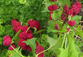 Attēlu rezultāti vaicājumam “Chenopodium foliosum”