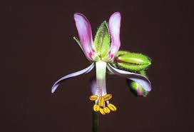 Attēlu rezultāti vaicājumam “Conardia compacta macro”