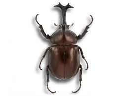 Attēlu rezultāti vaicājumam “Alloeotomus sp.”