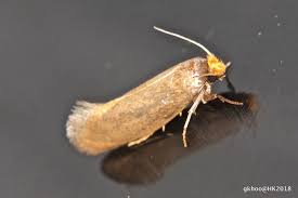 Attēlu rezultāti vaicājumam “Tineidae”