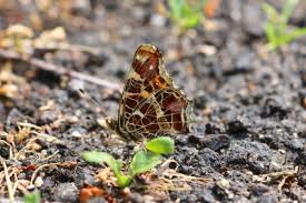 Attēlu rezultāti vaicājumam “Araschnia levana underside”