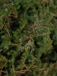 Attēlu rezultāti vaicājumam “Juniperus communis leaf”