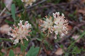 Image result for Anthyllis vulneraria