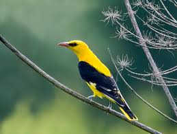 Attēlu rezultāti vaicājumam “Oriolus oriolus male”