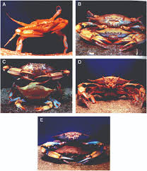 Image result for Callinectes sapidus