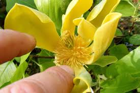 Attēlu rezultāti vaicājumam “Magnolia acuminata flower”