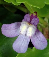 Attēlu rezultāti vaicājumam “Cymbalaria muralis flower”