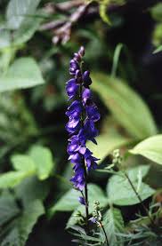 Attēlu rezultāti vaicājumam “Aconitum napellus”