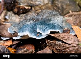 Attēlu rezultāti vaicājumam “Postia caesia”