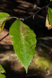 Attēlu rezultāti vaicājumam “Betula alleghaniensis leaf”