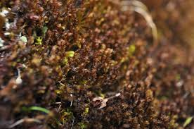 Attēlu rezultāti vaicājumam “Barbilophozia lycopodioides macro”