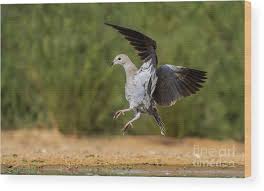 Attēlu rezultāti vaicājumam “Streptopelia decaocto”