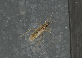 Attēlu rezultāti vaicājumam “Dicyphus sp.”