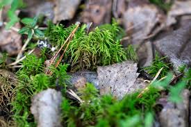 Attēlu rezultāti vaicājumam “Helodium blandowii”