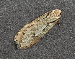 Attēlu rezultāti vaicājumam “Semioscopis avellanella”