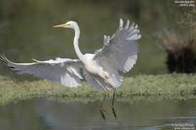 Attēlu rezultāti vaicājumam “Egretta alba adult”