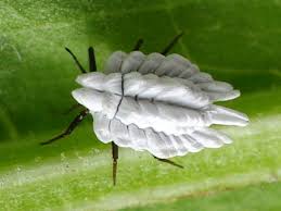 Attēlu rezultāti vaicājumam “Sternorrhyncha”