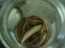 Attēlu rezultāti vaicājumam “Hirudinea”