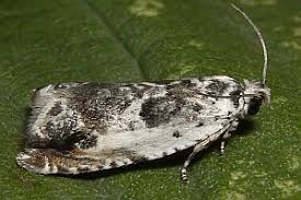 Attēlu rezultāti vaicājumam “Ancylis laetana”