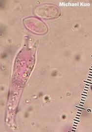 Attēlu rezultāti vaicājumam “Mycena filopes”
